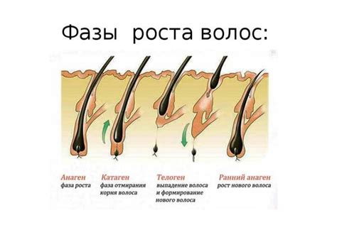 Влияние индивидуальных характеристик человека и участка обработки на скорость обновления волос