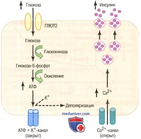 Влияние инсулина на механизмы передачи глюкозы в жировые клетки