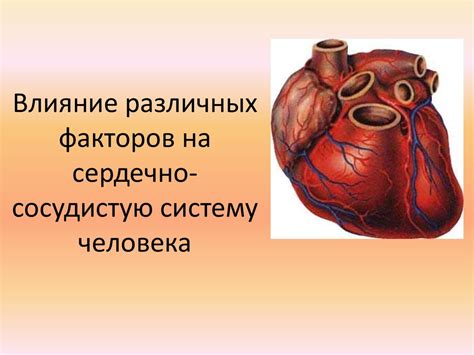 Влияние ирги на сердечно-сосудистую систему: профилактика сердечно-сосудистых заболеваний