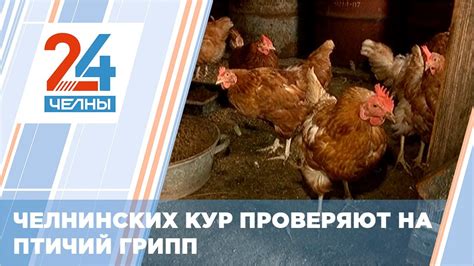 Влияние качества хлеба на состояние здоровья пернатых обитателей