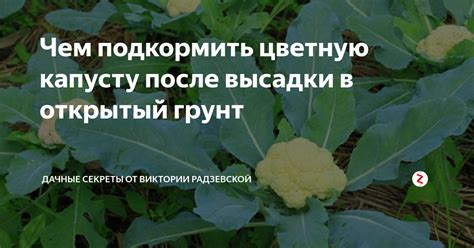 Влияние климатических особенностей на полив цветной капусты