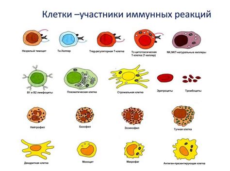 Влияние коркового слоя на антитела и клетки иммунной системы