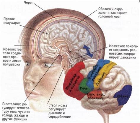 Влияние коры головного мозга на определение расположения речевых центров у правшей