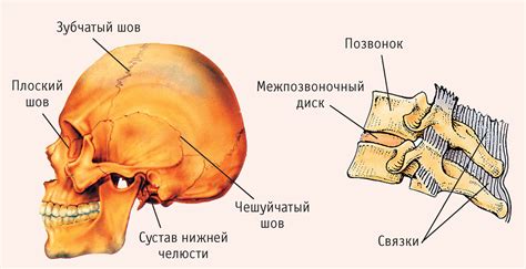 Влияние костей и сочленений на способ ходьбы у человека