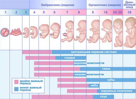 Влияние красителей на развитие плода на ранних стадиях беременности