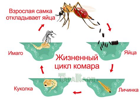 Влияние кровососания на продолжительность жизни комаров