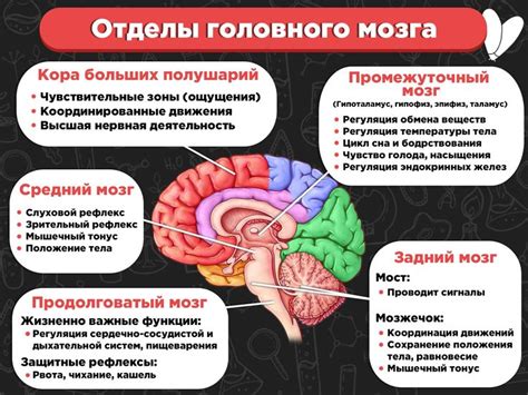 Влияние местоположения клеток в переднем отделе головного мозга на нейропсихологические функции