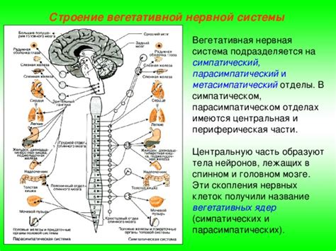 Влияние местоположения нервных клеток в спинном мозге на передачу сигналов от периферии к мозгу