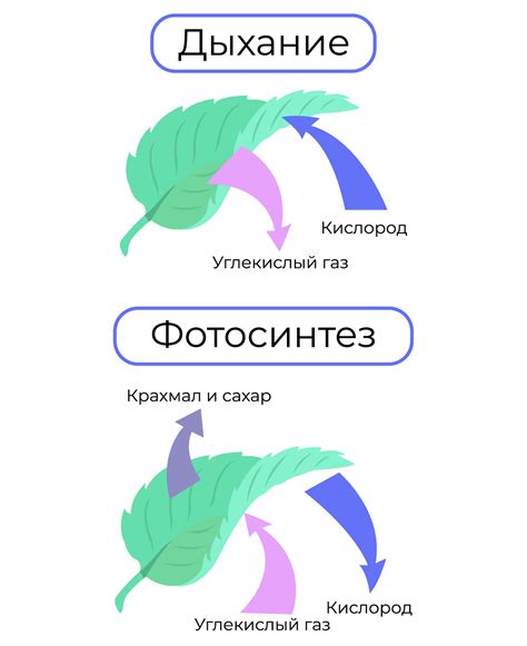 Влияние микроворсинок на процессы дыхания и обмена газами