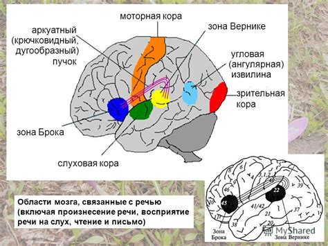 Влияние мозга на восприятие наклона и движения