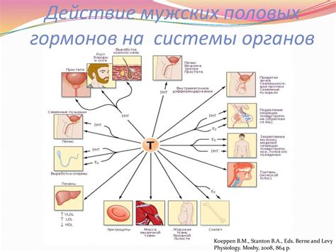 Влияние мужских гормонов на репродуктивную систему у женщин