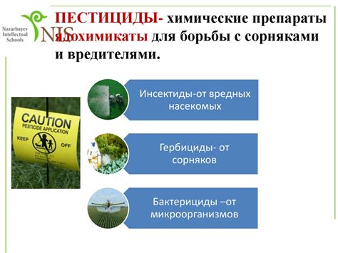Влияние наличия блох на окружающую среду и необходимость дополнительной обработки