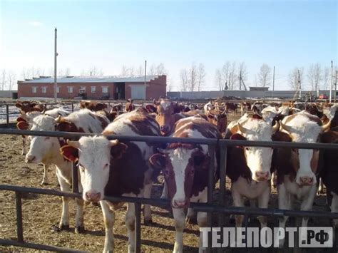 Влияние наличия глистов на эффективность прививки от опасного заболевания