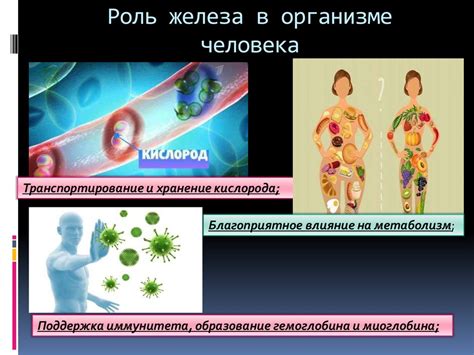 Влияние нарушения абсорбции железа на его уровень в организме