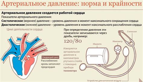 Влияние на артериальное давление: механизмы проникновения компонентов шиповника