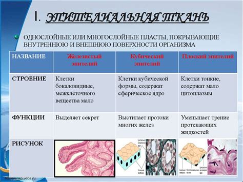 Влияние на окружающие ткани и органы