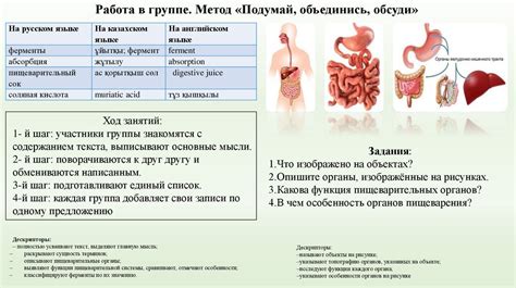 Влияние на организм: мясо и рыба в пищеварении