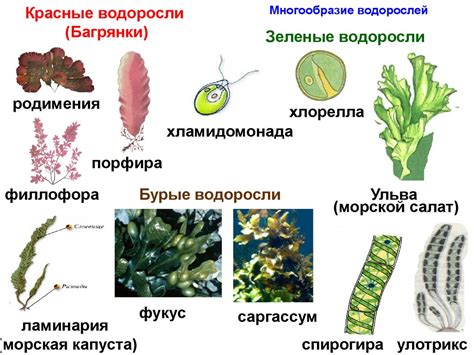 Влияние недостатка питательных компонентов на многообразие водорослей