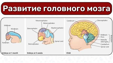 Влияние неправильной работы мозговой активности на развитие ребенка