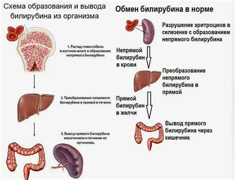 Влияние непрямого и совокупного билирубина на организм: ключевые противоположности