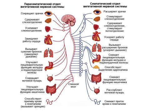 Влияние нервной системы на поведенческие характеристики хозяина