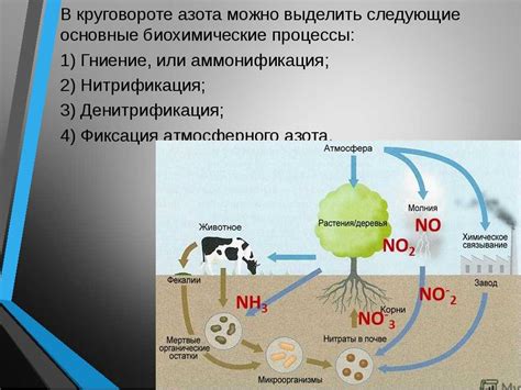 Влияние низших растений на биологическую систему