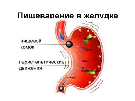 Влияние обжаренных овощей на работу пищеварительной системы и метаболические процессы организма