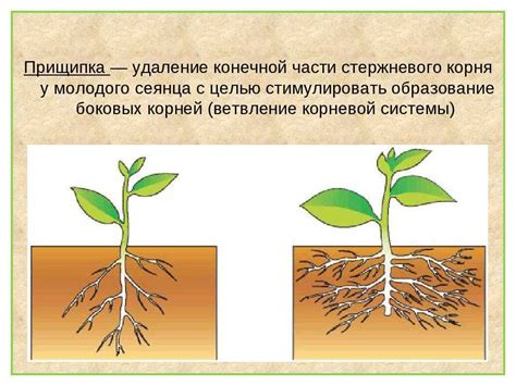 Влияние обработки растений на формирование корневой системы