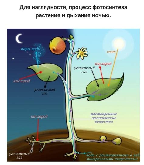 Влияние окружающей среды на биохимический процесс клеточного дыхания у растений