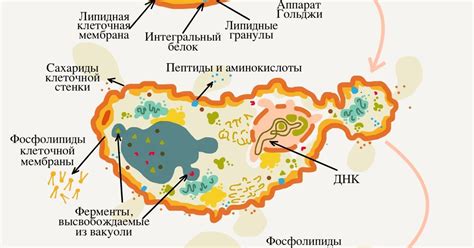 Влияние окружающей среды на структуру клеток дрожжей