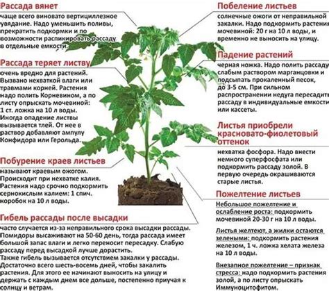 Влияние окружающих условий на сохранение питательных свойств спелых помидоров