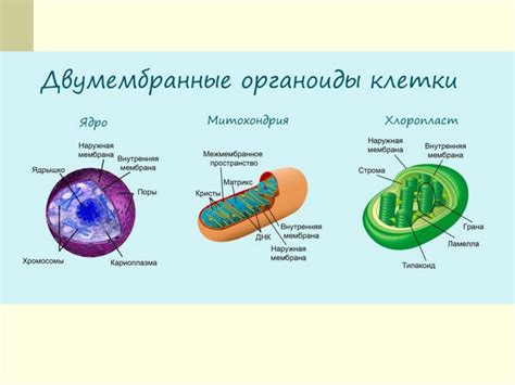 Влияние оксигенации на развитие клеточных структур