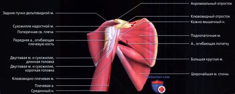 Влияние особенностей акромиона на функцию плечевого сустава