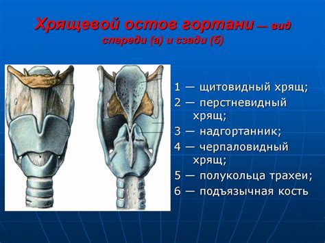 Влияние острого вкуса васаби на слизистую оболочку гортани и пищевода