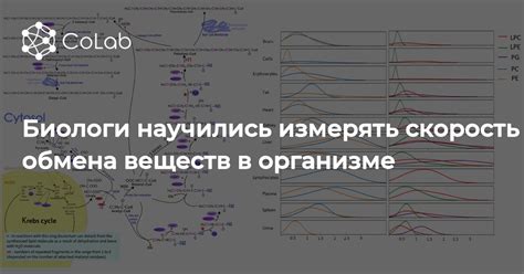 Влияние панических приступов на скорость обмена веществ