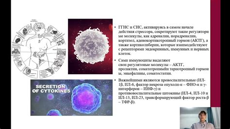 Влияние паразитических организмов на иммунную систему