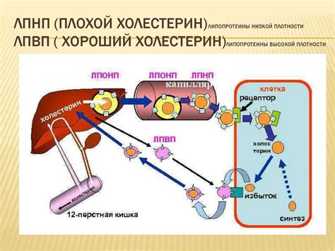 Влияние паразитической зависимости на обмен энергией в организме хозяина