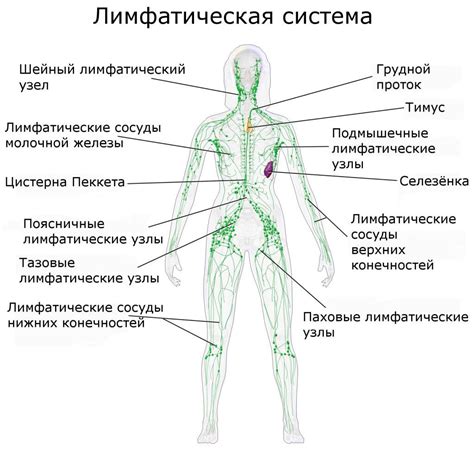 Влияние паховых лимфоузлов на защитную реакцию организма