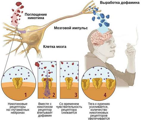 Влияние поветрия на организм
