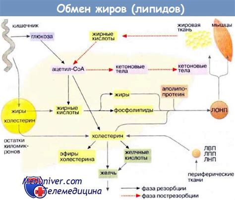 Влияние повышенного содержания липидов в кровотоке на функцию печени