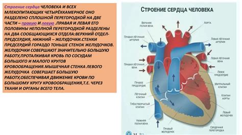 Влияние повышенного уровня витамина B12 на сердечно-сосудистую систему