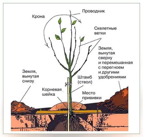 Влияние положения корневой шейки на поступление питательных веществ