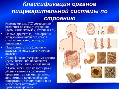 Влияние препарата на функционирование органов пищеварительной системы