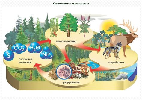 Влияние притоков на экосистемы и биоразнообразие