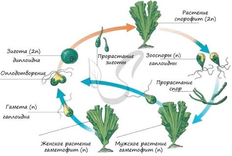 Влияние прогрева тормозных механизмов на их жизненный цикл