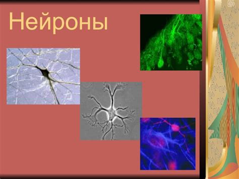 Влияние производных клея Корега на функционирование нервной системы