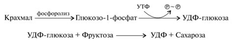 Влияние прокипячения на превращение крахмала в более простые соединения