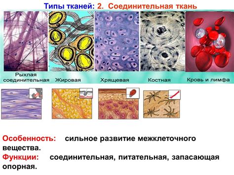 Влияние процедуры расслабляющего воздействия на мышцы и ткани соединительной структуры организма