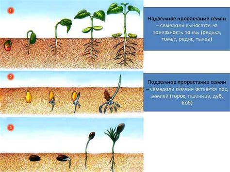 Влияние процесса пересадки на рост и развитие клубники