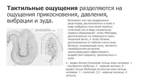 Влияние психологических аспектов на распространение ощущения зуда